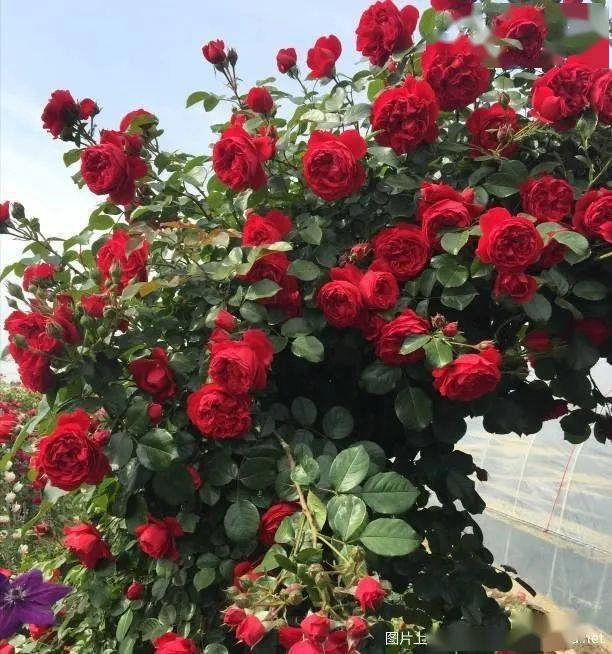 原盆土弗洛伦蒂娜爬藤月季多头开花耐寒耐热耐雨淋花墙拱门