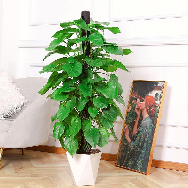 大叶绿萝柱盆栽客厅大型室内绿植保净化空气开业送礼吸甲醛四季绿