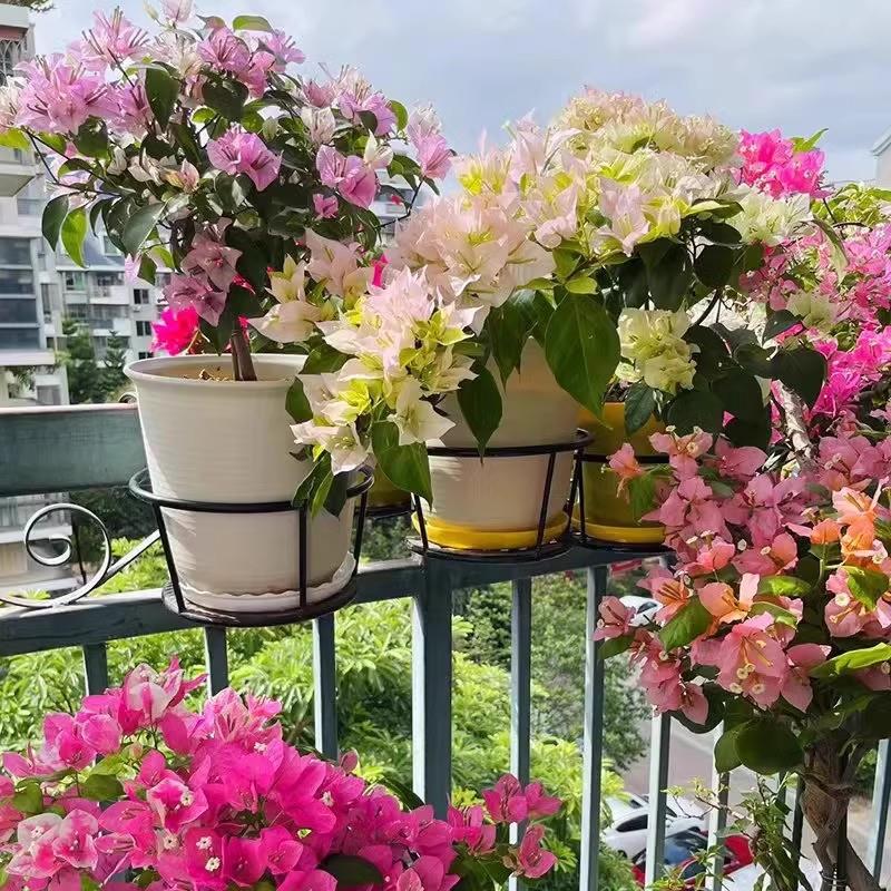 重瓣垂丝三角梅盆栽带花植物耐寒庭院爬藤老桩勤花四季开花新品种