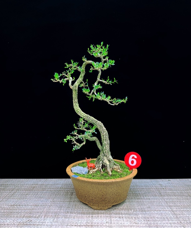 雀舌黄杨盆景年功文人桩