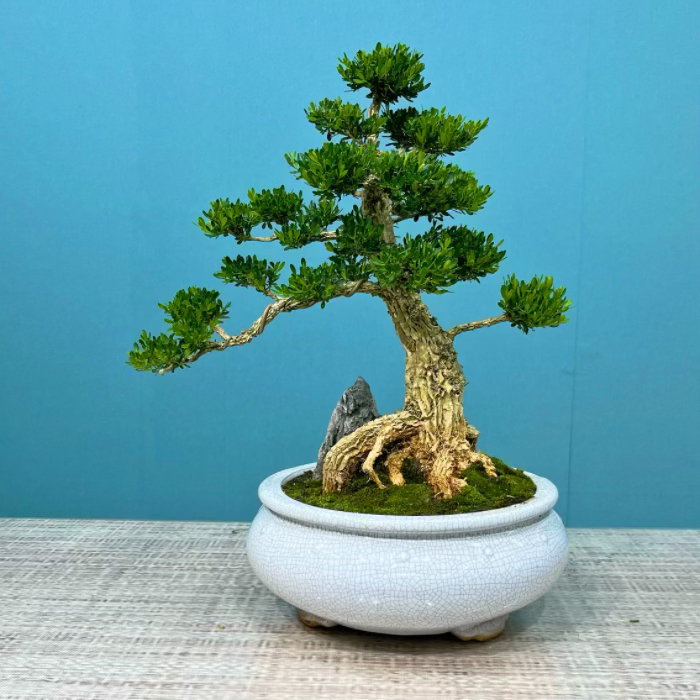 黄杨盆景广东皱皮雀舌黄杨台面小精品