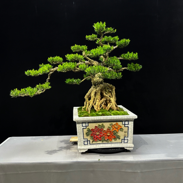 雀舌黄杨精品盆景年功老桩