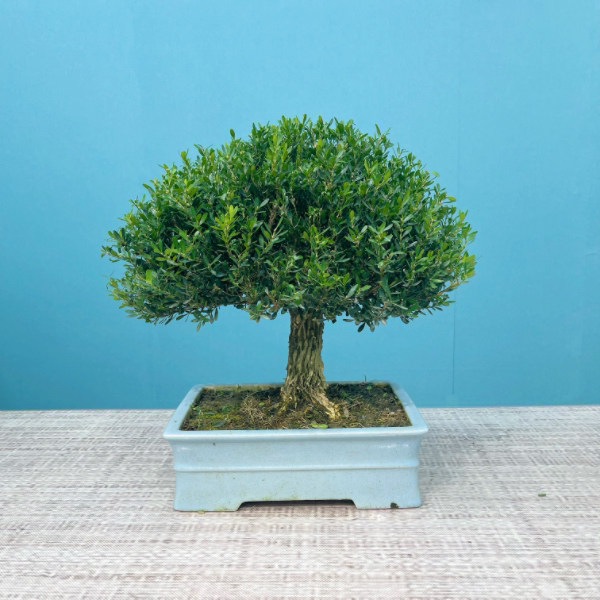 黄杨盆景皱皮雀舌婑霸桩台面小精品