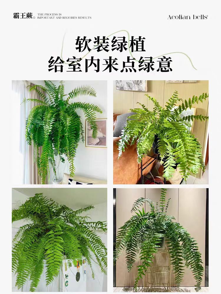 霸王蕨北欧风格垂吊摆放室内办公室景观蕨家里家居绿植