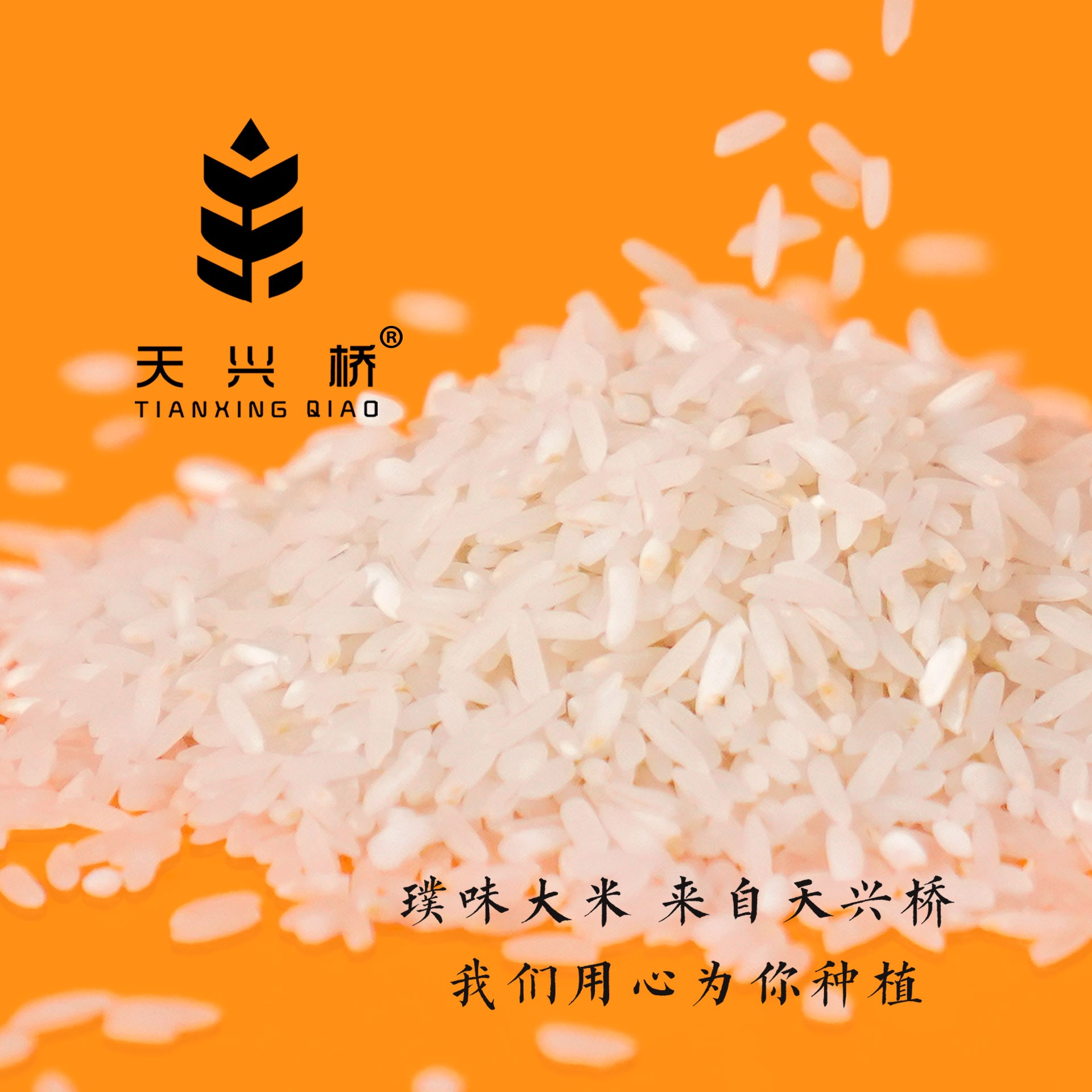 老疯杨天兴桥璞味大米四川新米优质米袋装5斤10斤