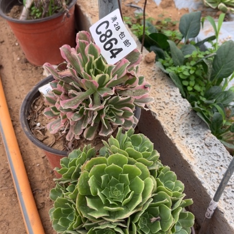 864两个不包断枝