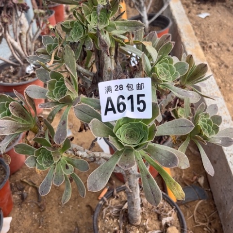 辛*?615多肉植物多肉植物