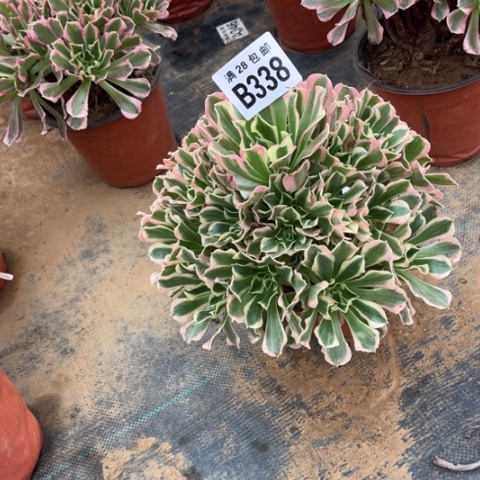 338白凤不包断枝