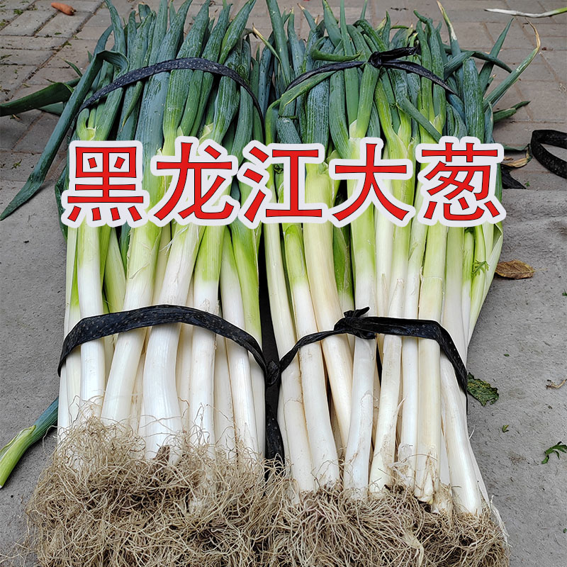 东北大葱斤，今年新葱，斩头带根东北新葱5斤装
