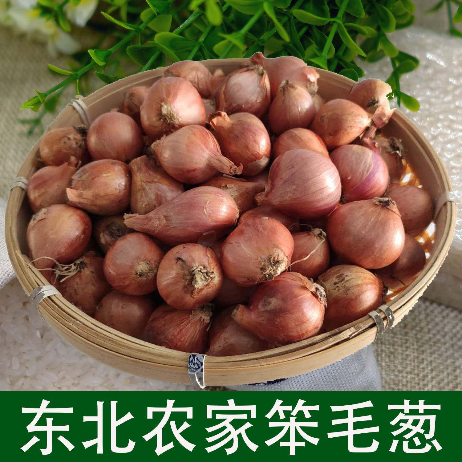 东北特产正宗东北毛葱鬼子葱珠葱小毛葱头大毛葱红葱水果洋葱多汁