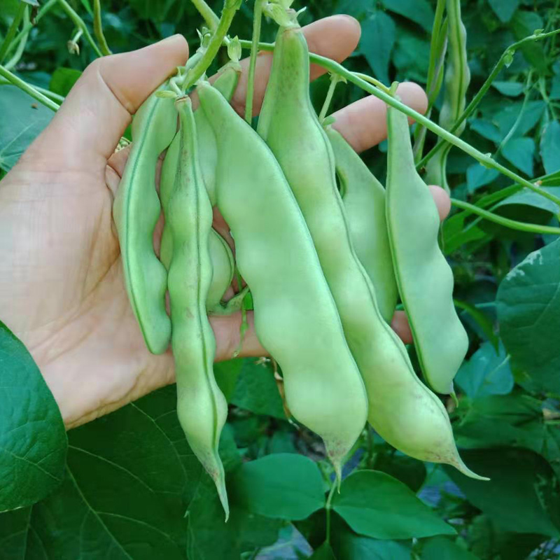 东北油豆角新鲜蔬菜现摘油豆角黑龙江油豆角宽油豆