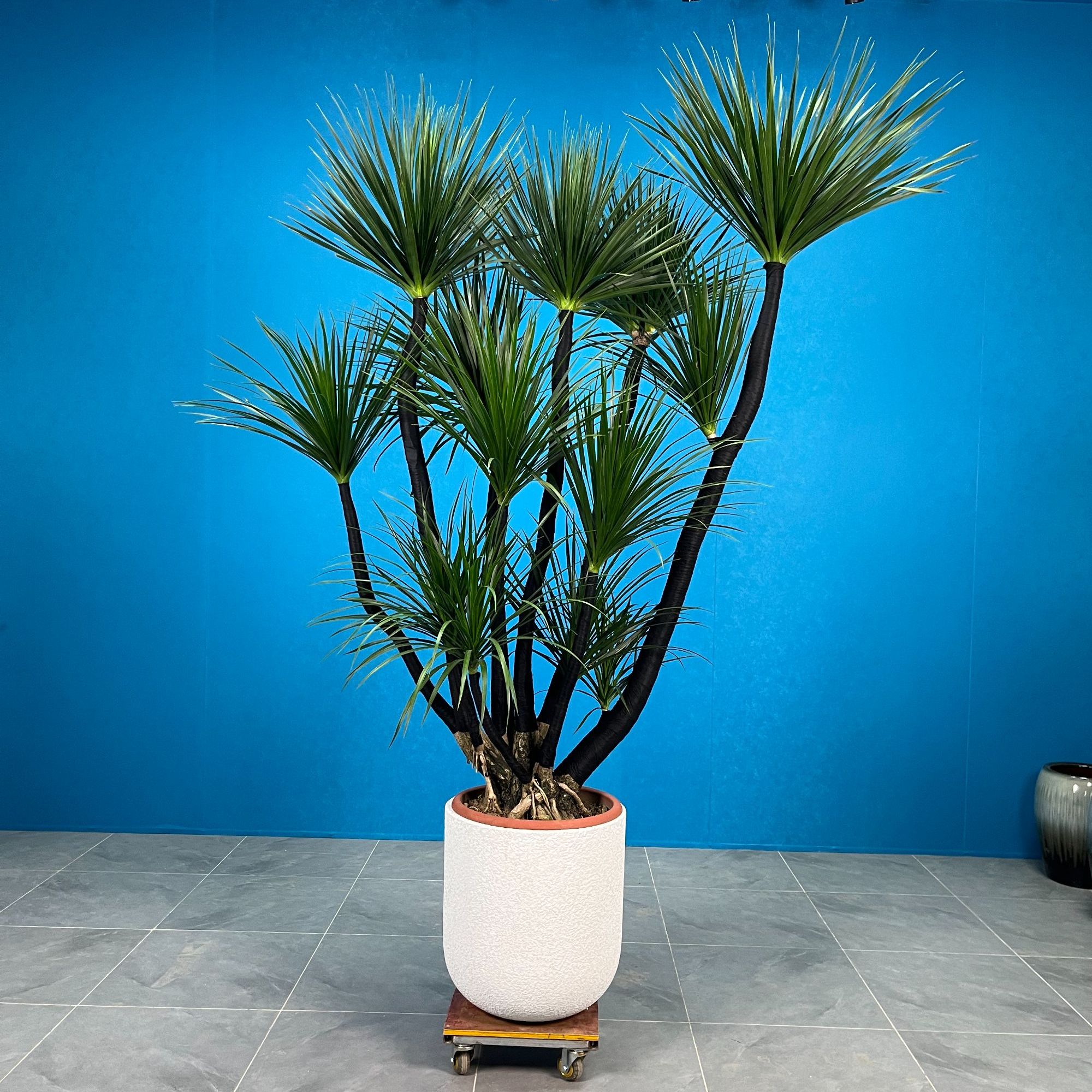 高级造型款老桩黑珍珠龙血树客厅大型绿植室内盆景（一物一拍）