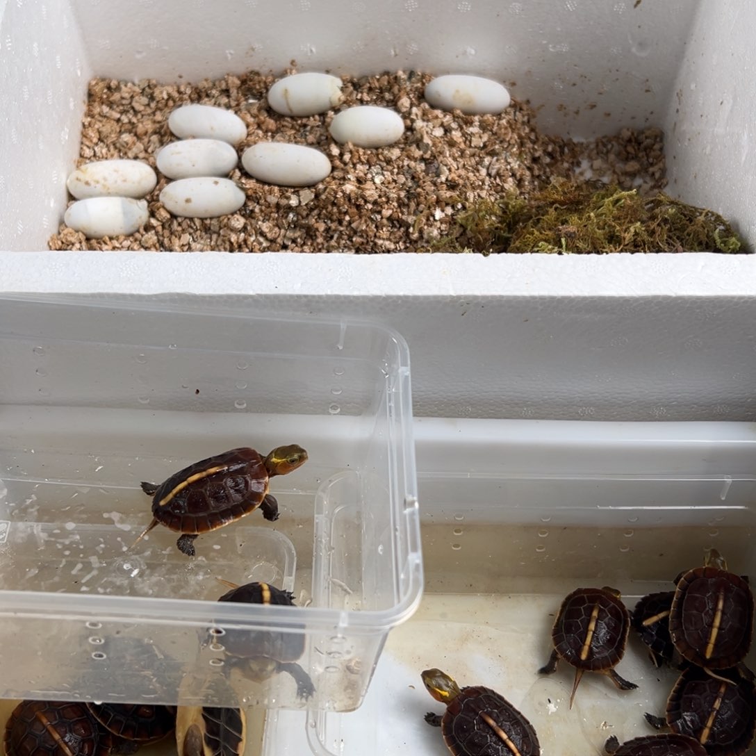 绿毛龟母大*明安安安