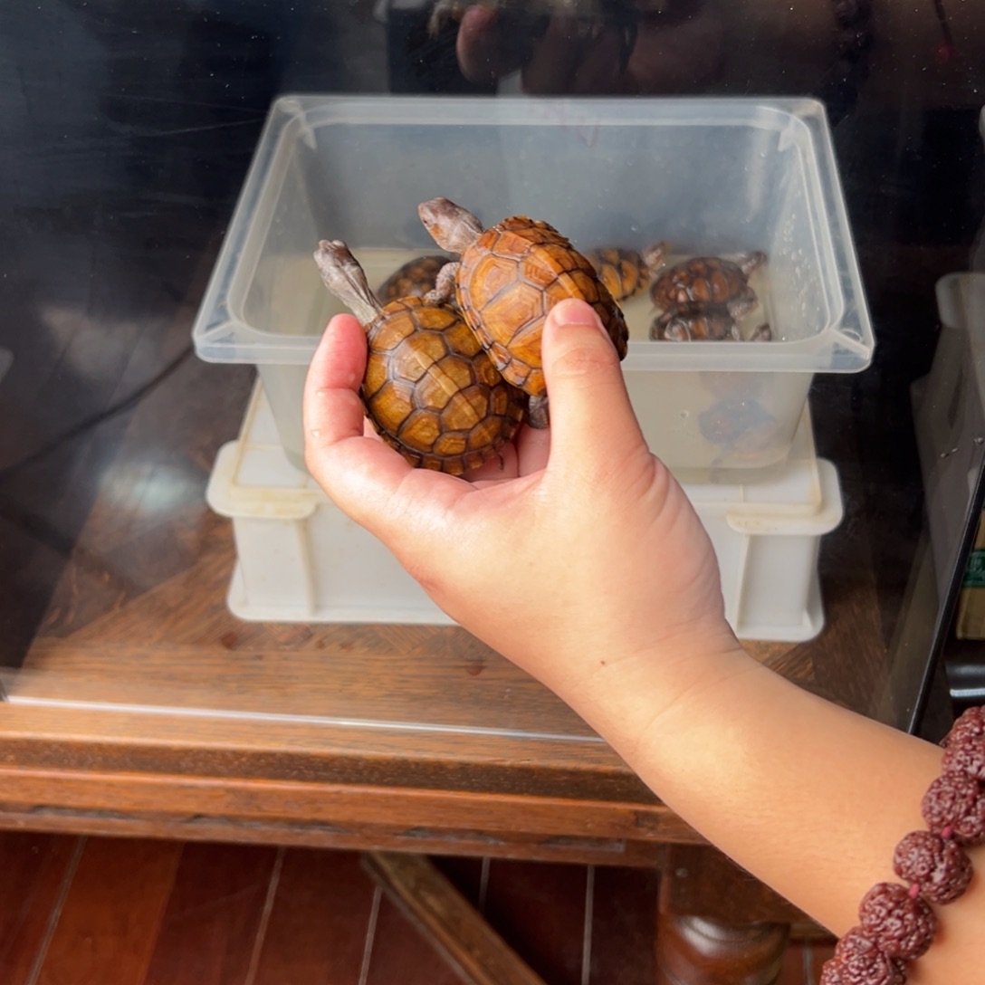 黄缘闭壳龟母忠*