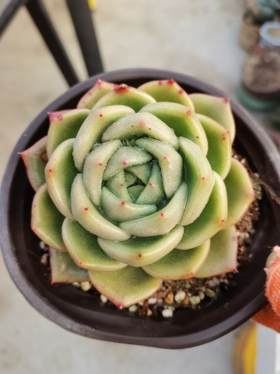 多肉植物，B801---850