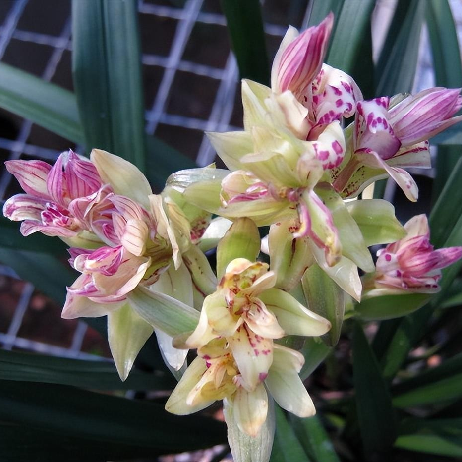 【南锦专属】老种富山奇蝶--四季建兰-奇花兰花浓香型