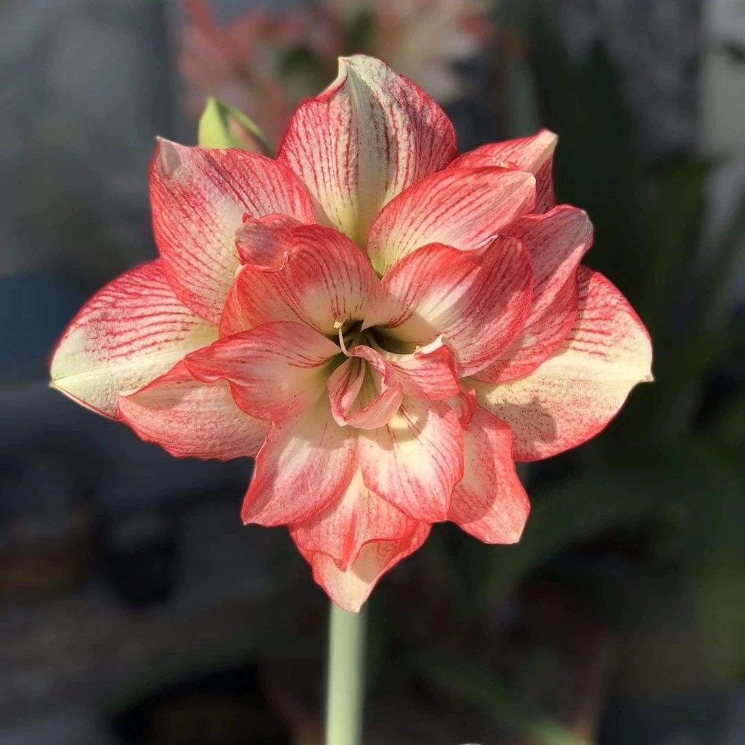 蔓越莓2cm 澳洲朱顶红基地自繁花园植物皮实易养庭院阳台