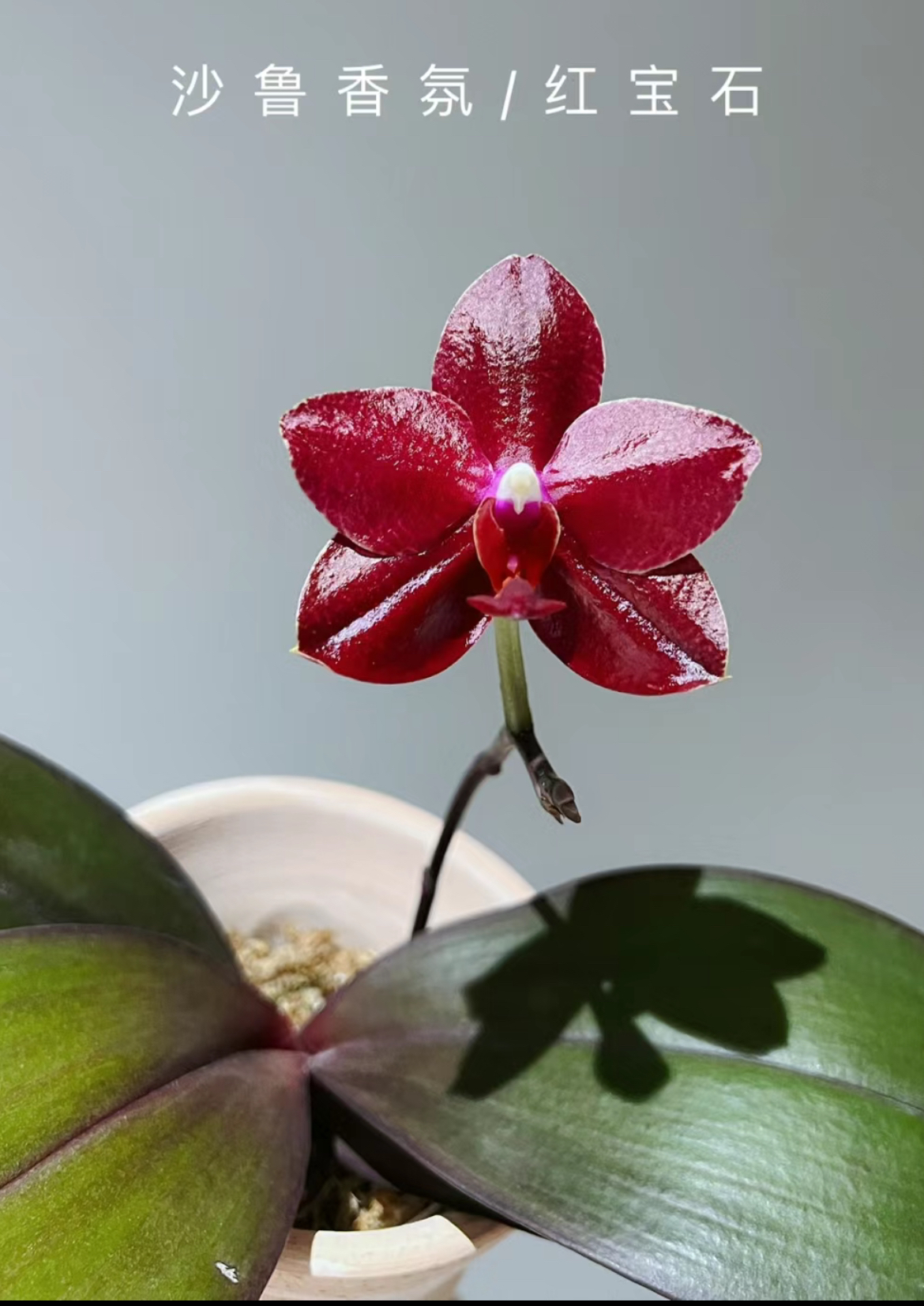 红宝石蝴蝶兰2.5寸苗鲜花绿植(无花剑)