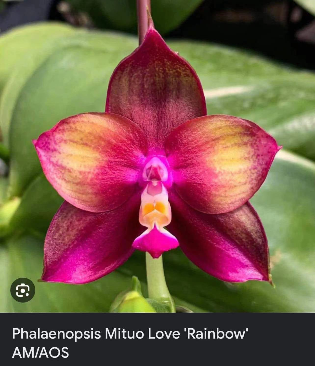 弥陀彩虹520弥陀原厂花牌2.5寸苗