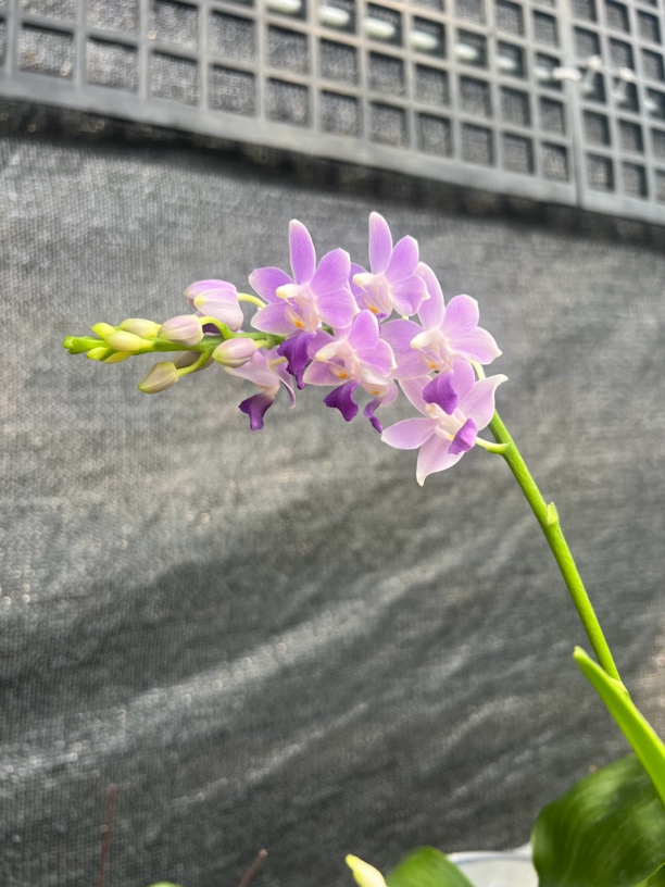 夏花冠军4寸蓝星蝴蝶兰带花带花苞新手必备款