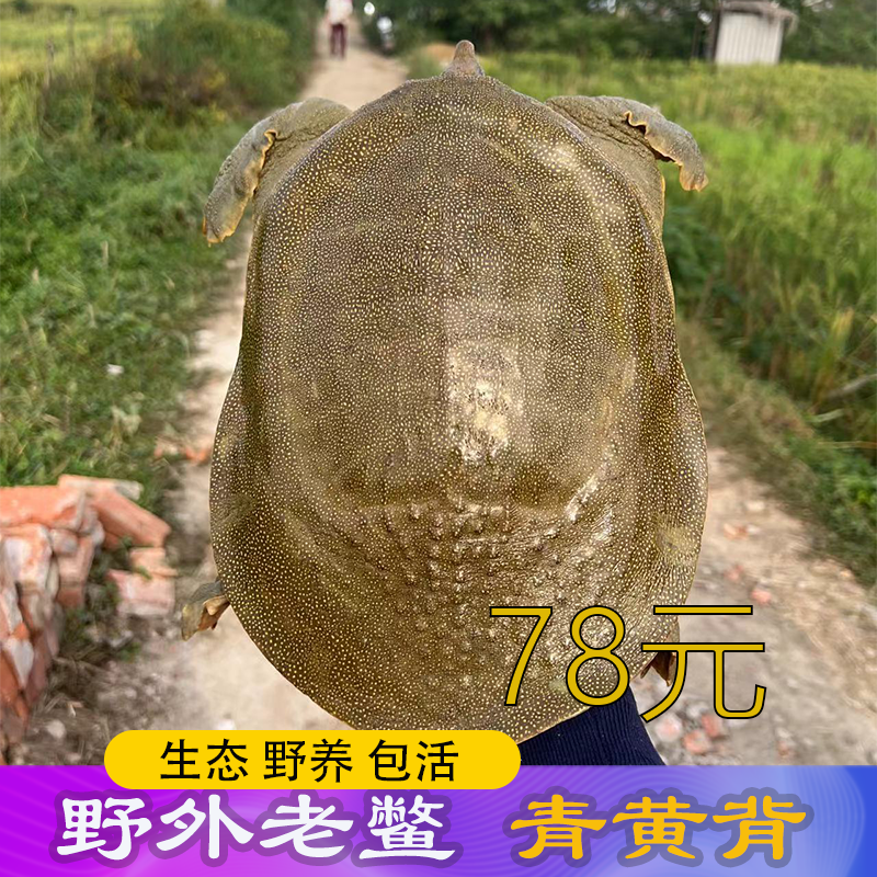 78生态老甲鱼鲜活活的特大外塘黄河老鳖水鱼元鱼