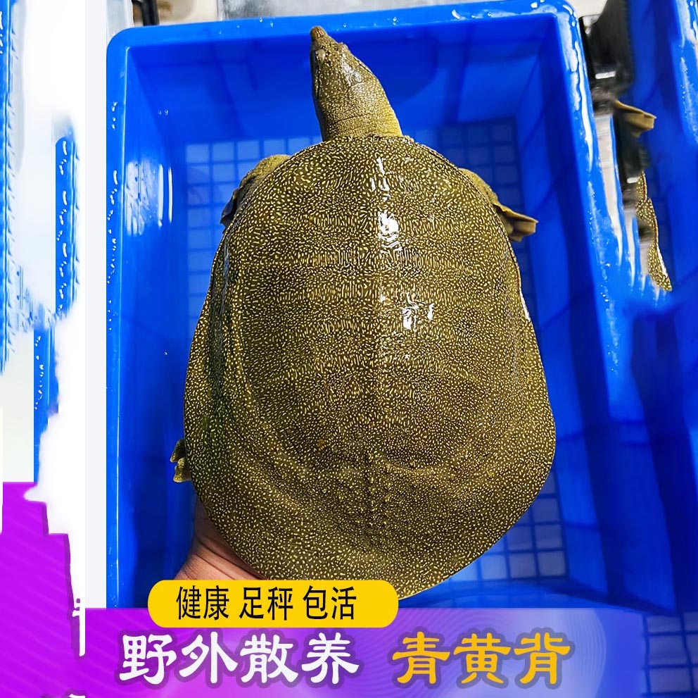55生态老甲鱼鲜活活的特大外塘黄河老鳖水鱼元鱼