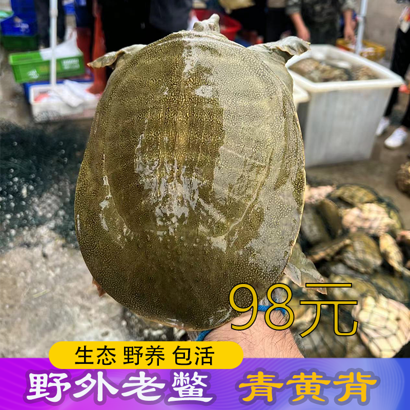 98生态老甲鱼鲜活活的特大外塘黄河老鳖水鱼元鱼