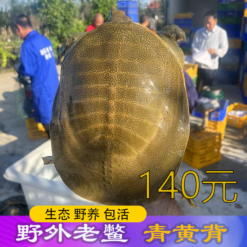 140生态老甲鱼鲜活活的特大外塘黄河老鳖水鱼元鱼