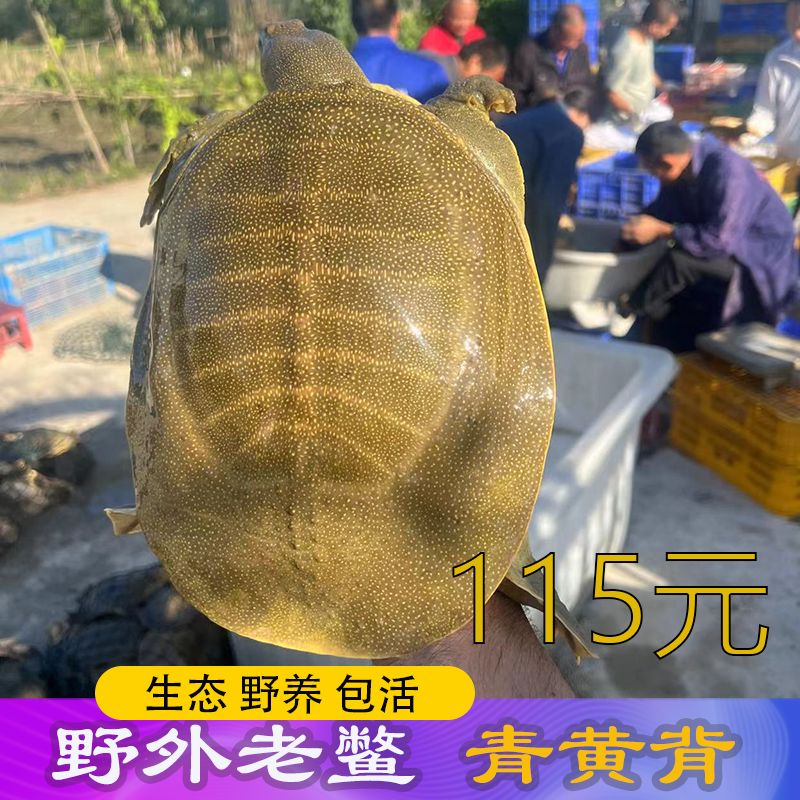 115生态老甲鱼鲜活活的特大外塘黄河老鳖水鱼元鱼