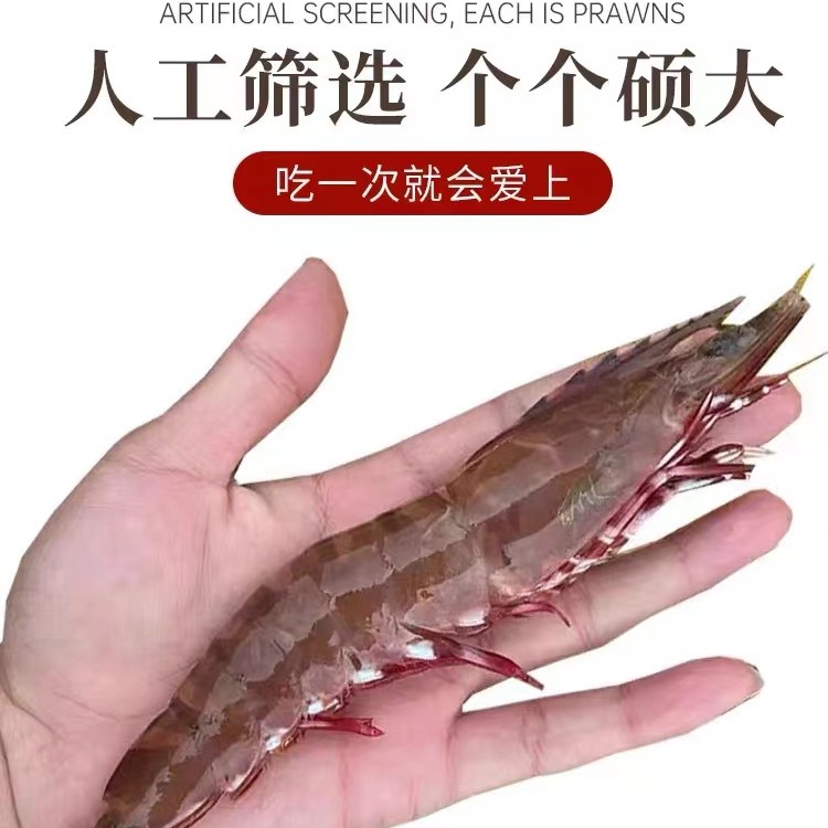 北海新鲜速冻 野生鬼虾 老虎虾 肉质鲜嫩  冷冻发货 顺丰直达送到
