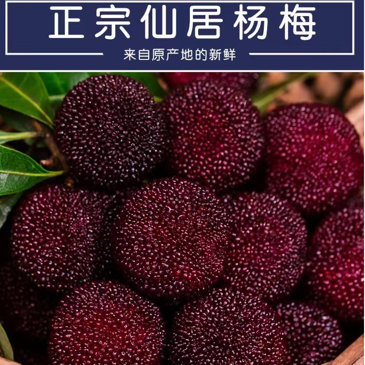 【正宗仙居黑炭杨梅】现摘现发当季水果整箱颗粒精选包装单果8～12g