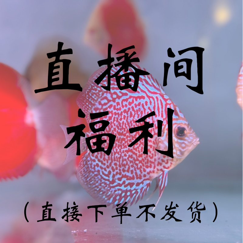 【肉身3-4公分】七彩神仙鱼热带淡水鱼活体