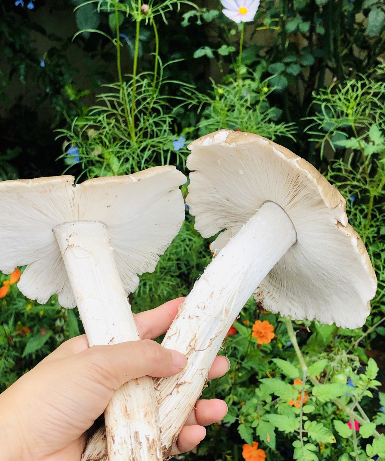 王小二斗鸡公 特价装 500g（不包邮）