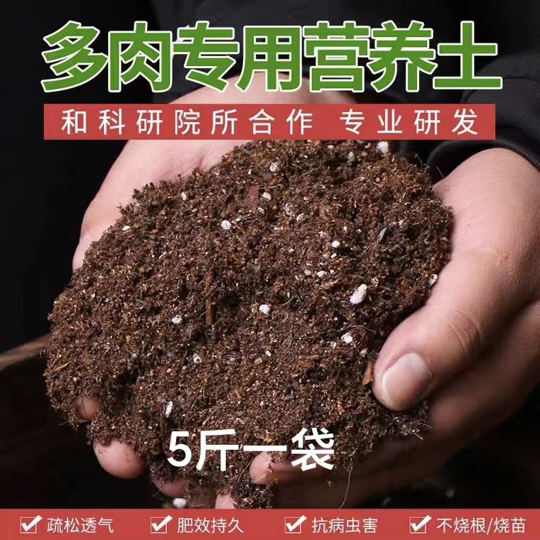 综合链接多肉植物2（脱土发货）阳台露台办公室绿植植新手好养好活