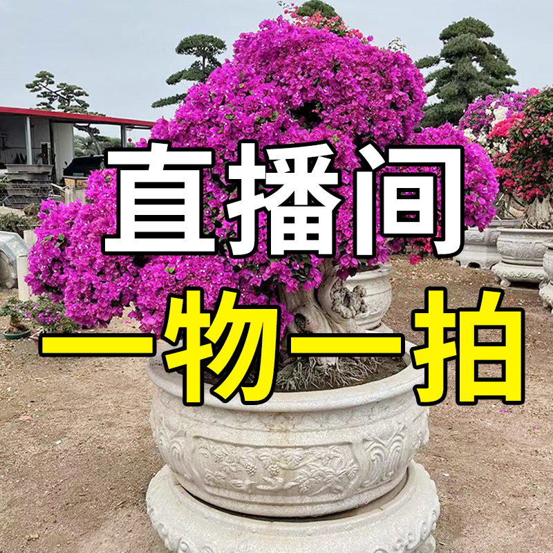 sanjiaomei/三角梅三角梅盆景一物一拍02