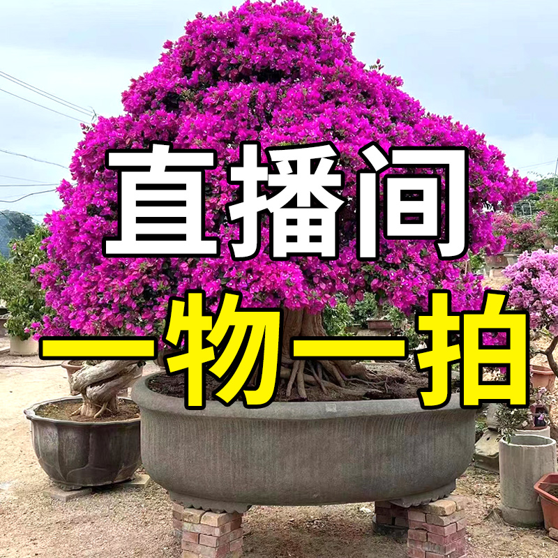 盆景三角梅一物一拍01