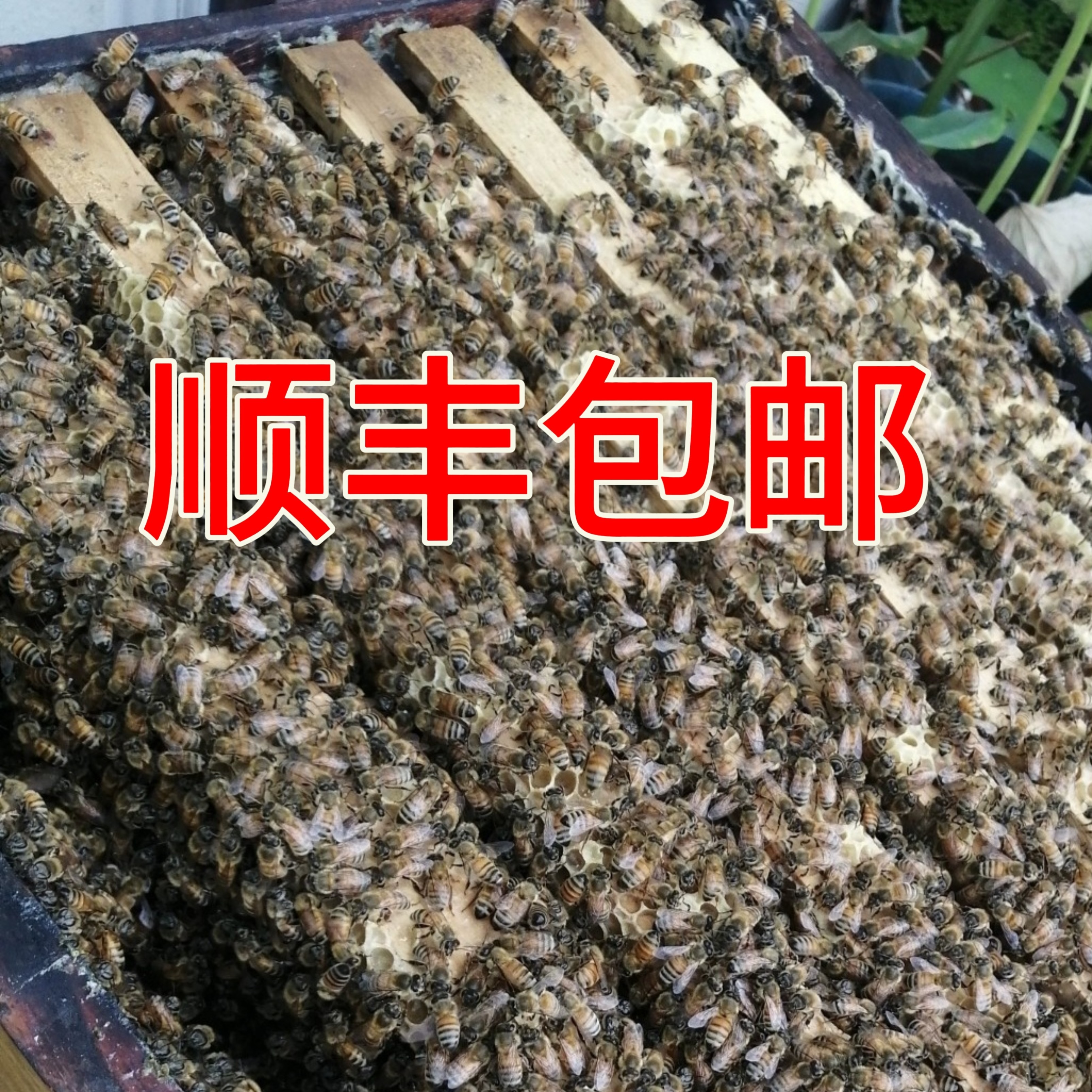 贵州中蜂带箱带王一整箱