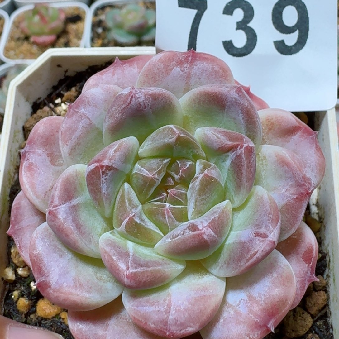 雪花冰魄         精品多肉