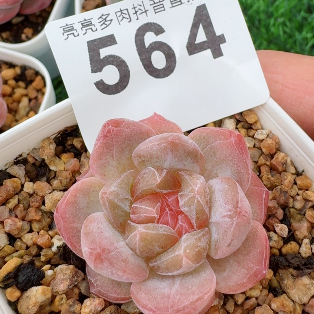 粉黛冰魄         精品多肉