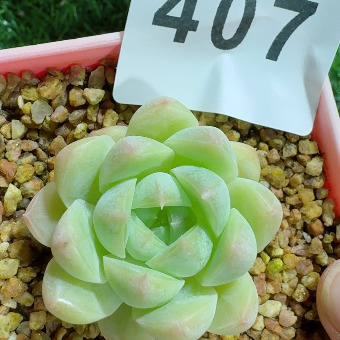 白桃         精品多肉