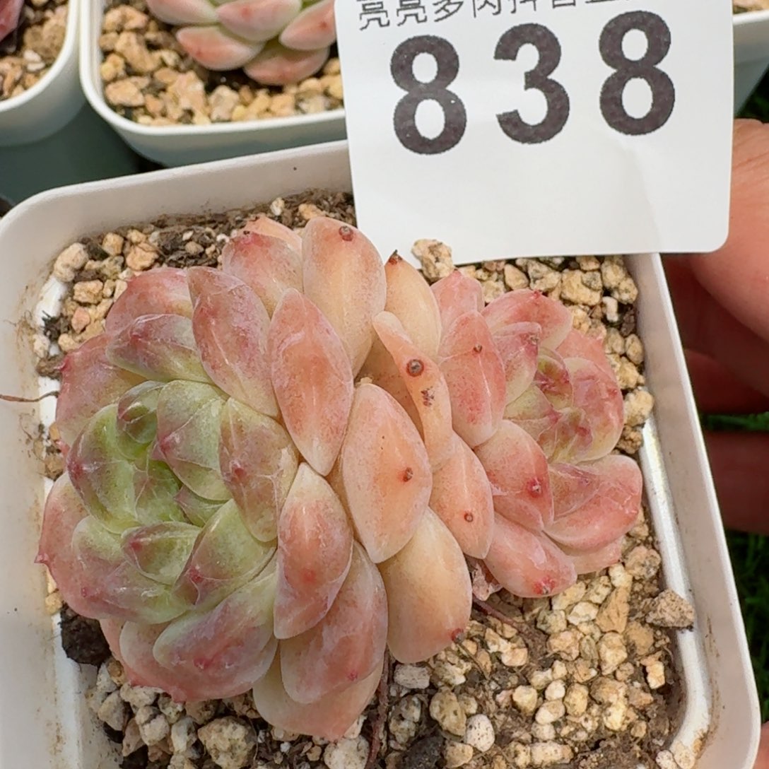 西瓜冰魄         精品多肉
