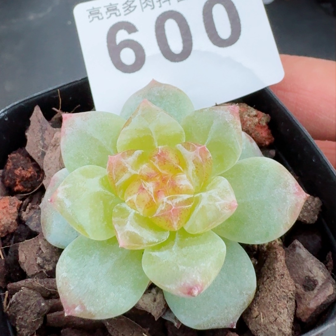 清扬珍妮         精品多肉