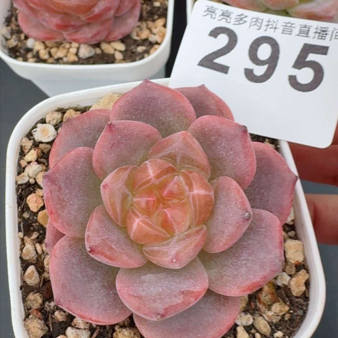 灯芯琥珀         精品多肉