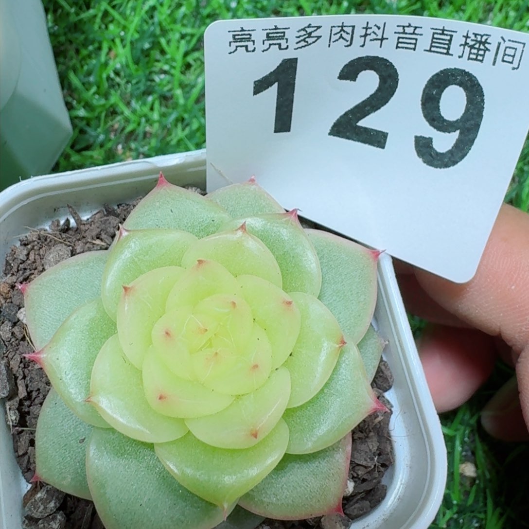 皇冠珍妮         精品多肉