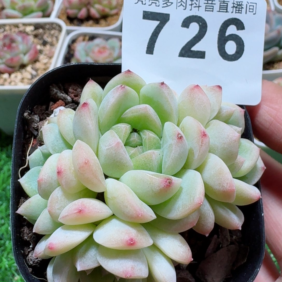 四头珍妮         精品多肉
