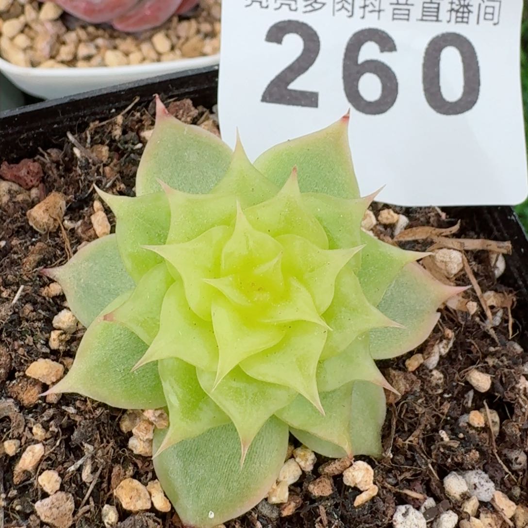 海胆珍妮         精品多肉