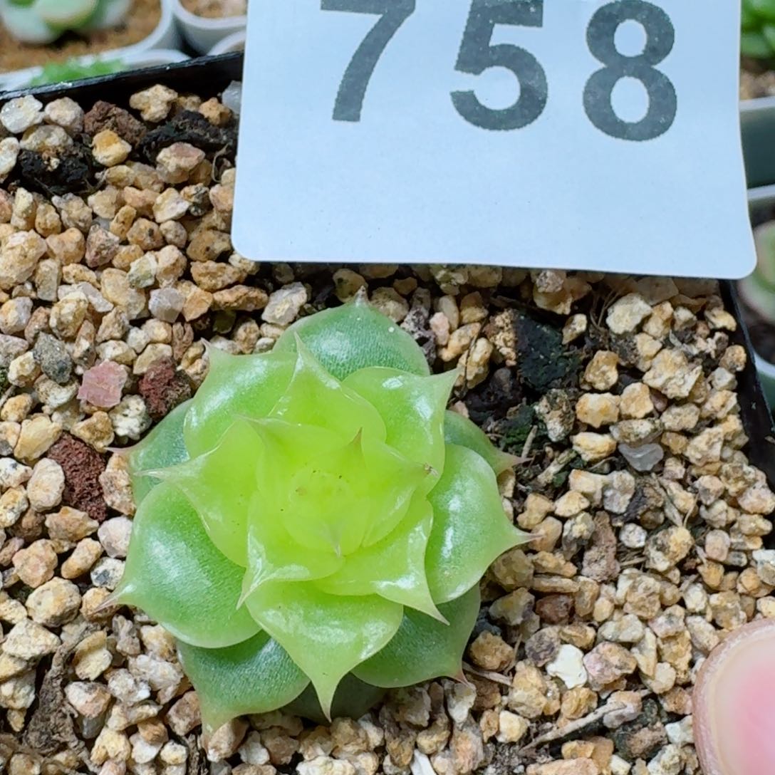 海胆珍妮         精品多肉