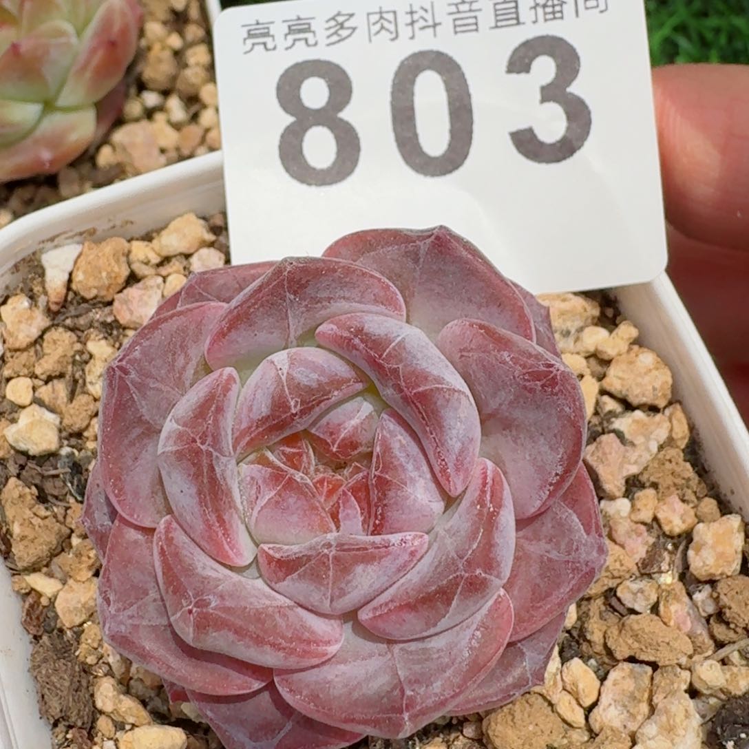 原始琥珀         精品多肉
