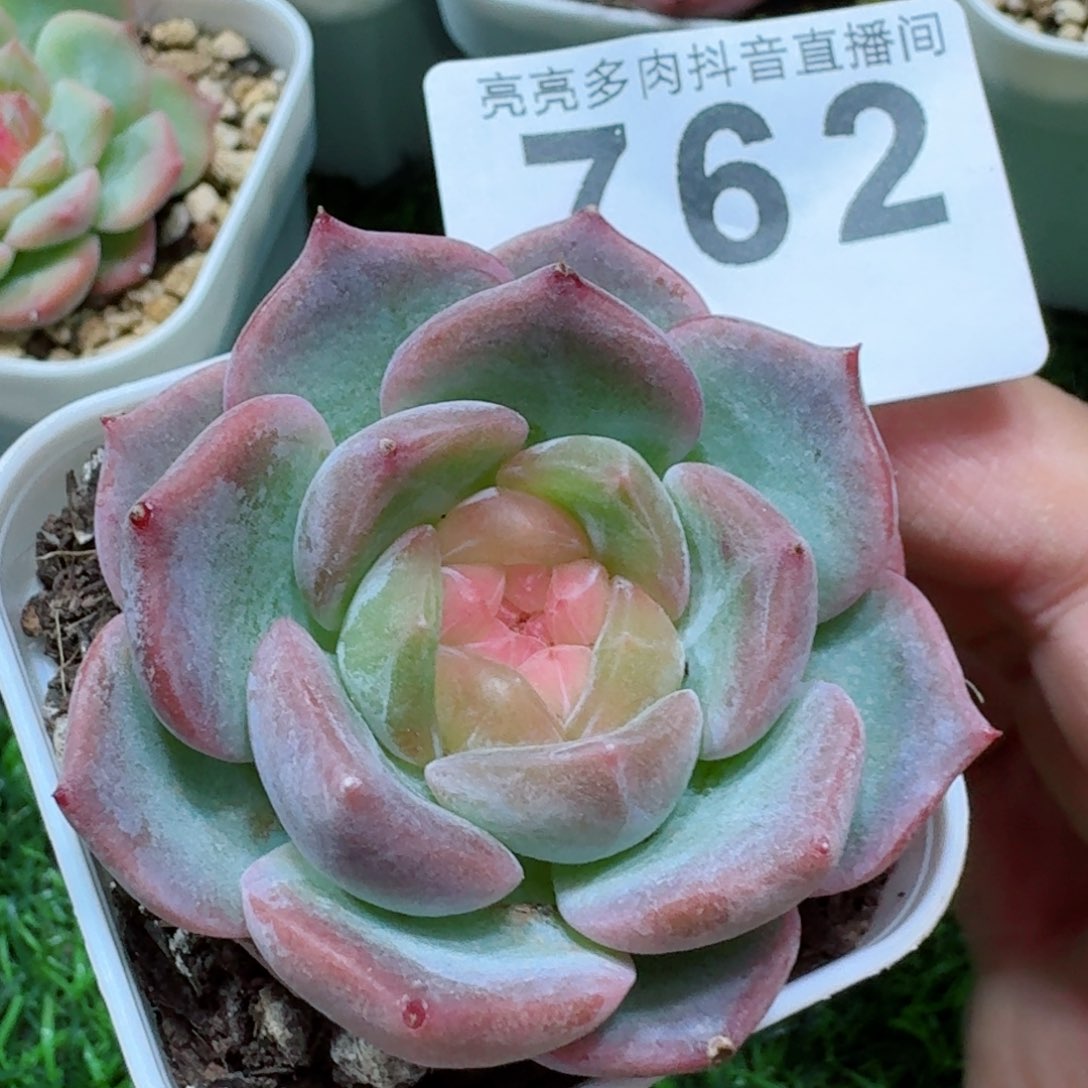 芳草系列晴芸珍妮         精品多肉