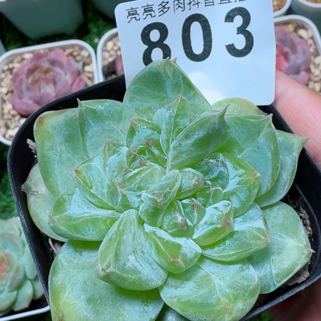 冰糖双心         精品多肉